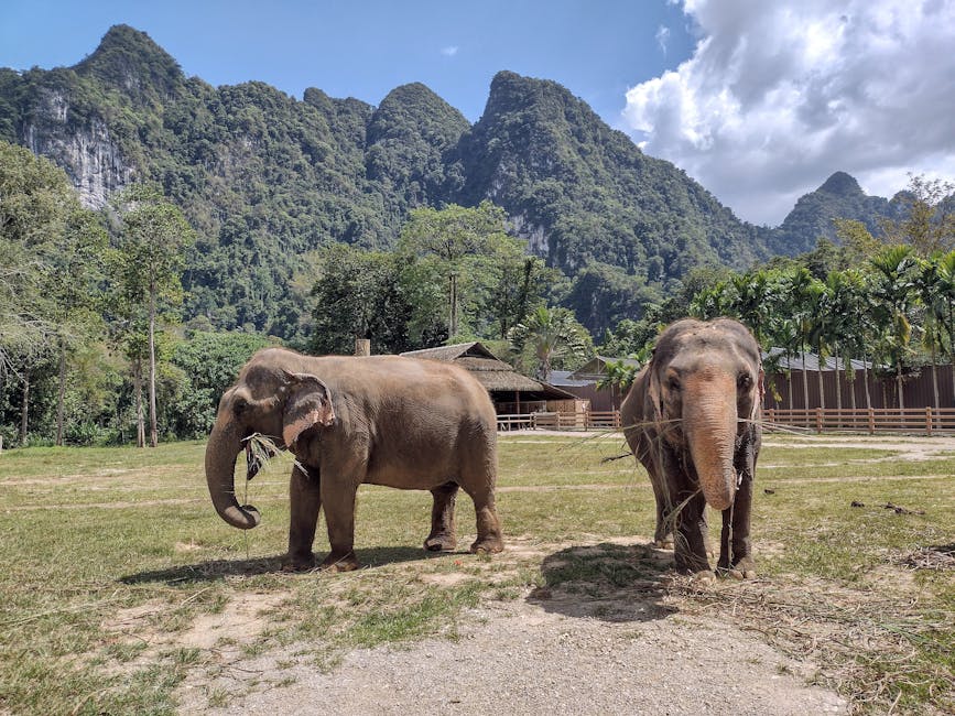 Two Asian elephants in a sanctuary in northern Thailand