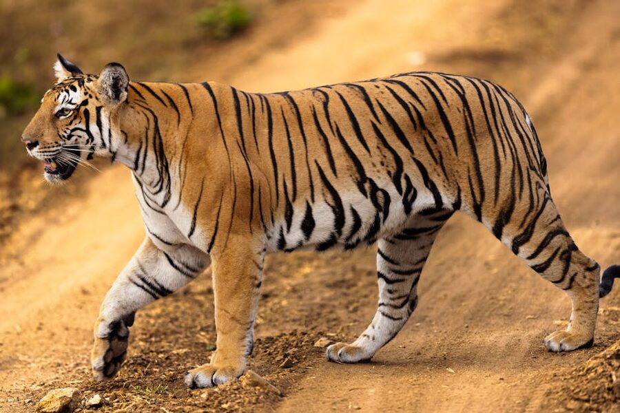 Bengal tiger walking on a dirt path in India