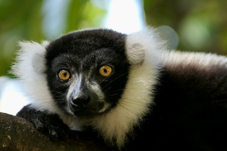 Black-and-white ruffed lemur on a tree branch in Madagascar