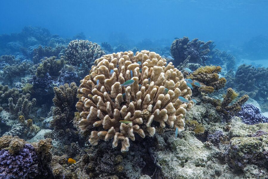 Antler coral with blue damselfish in Moorea French Polynesia