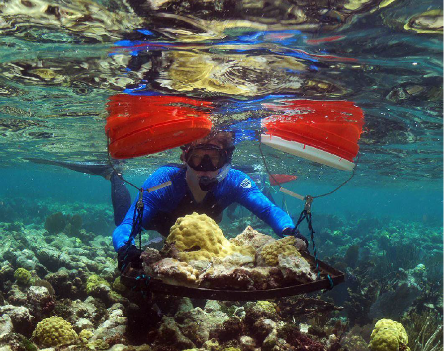 Diver reattaches coral on South Carysfort Reef Florida Keys