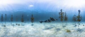 Coral nursery used in Florida Keys reef restoration