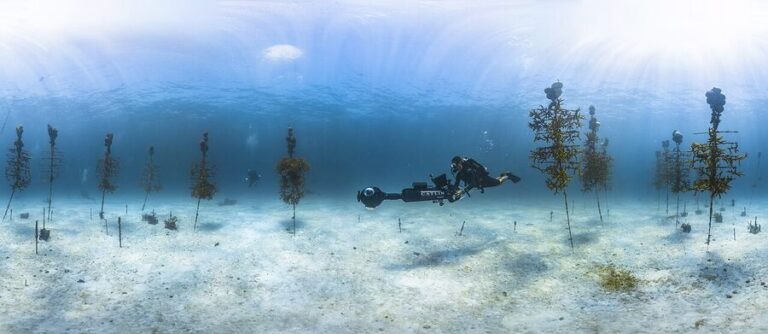 Coral nursery used in Florida Keys reef restoration
