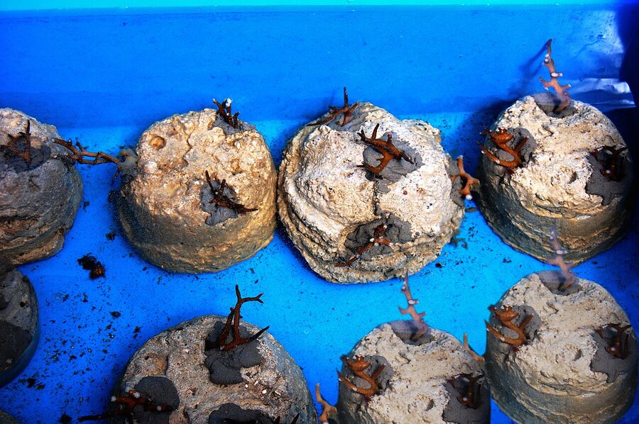 Coral nubbins replanted in cement during a reef restoration project