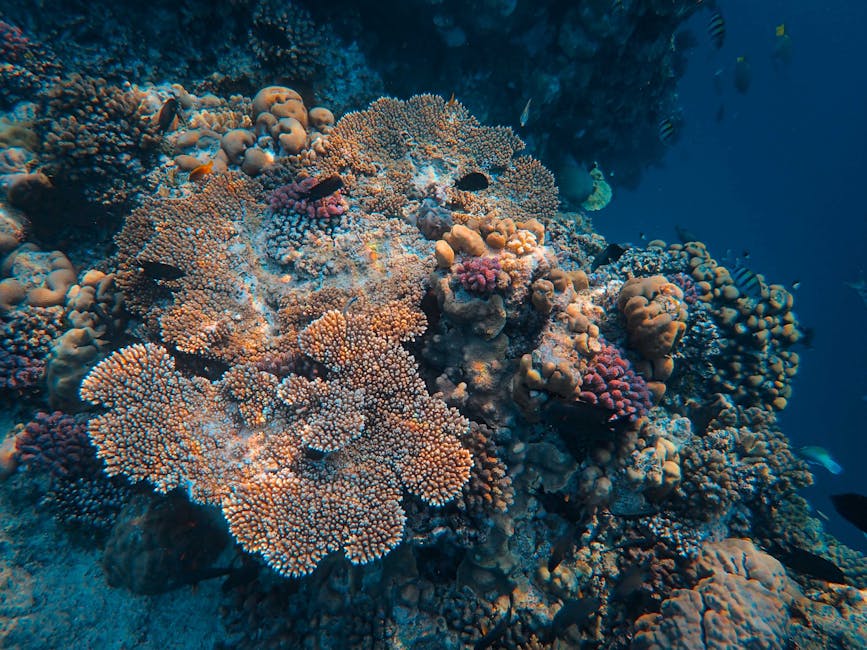 Colorful coral close-up underwater