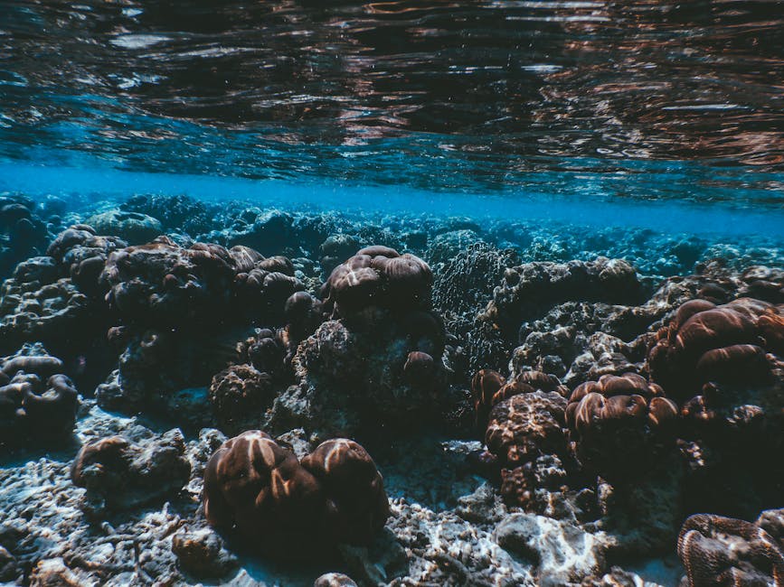 Coral reef in the Maldives showing diverse marine life