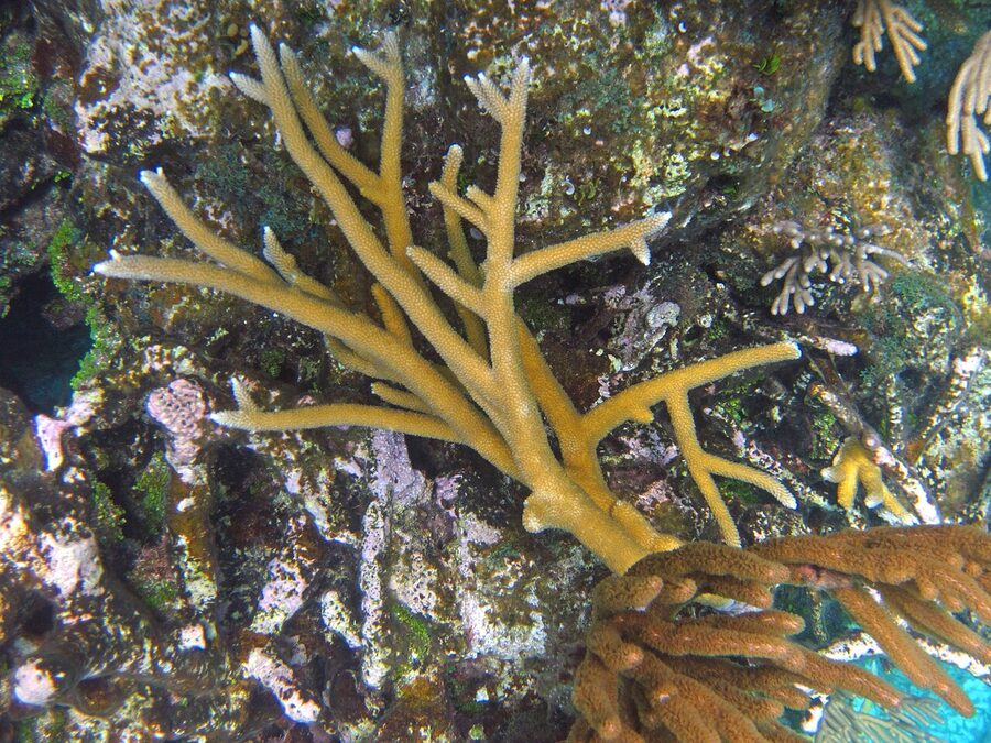 Staghorn coral on a reef near San Salvador Island Bahamas