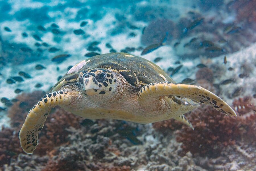 Critically endangered hawksbill turtle swimming over reef