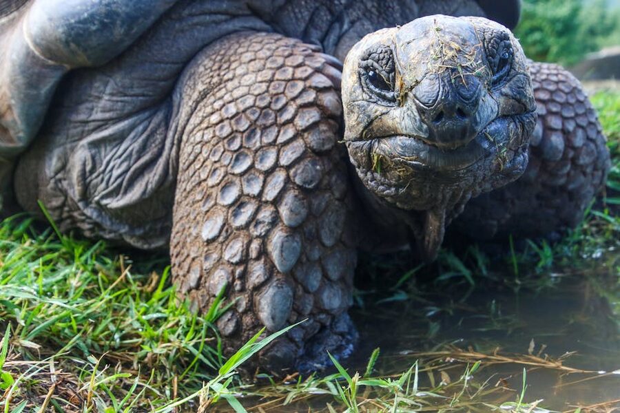 Close-up of a Galapagos giant tortoise