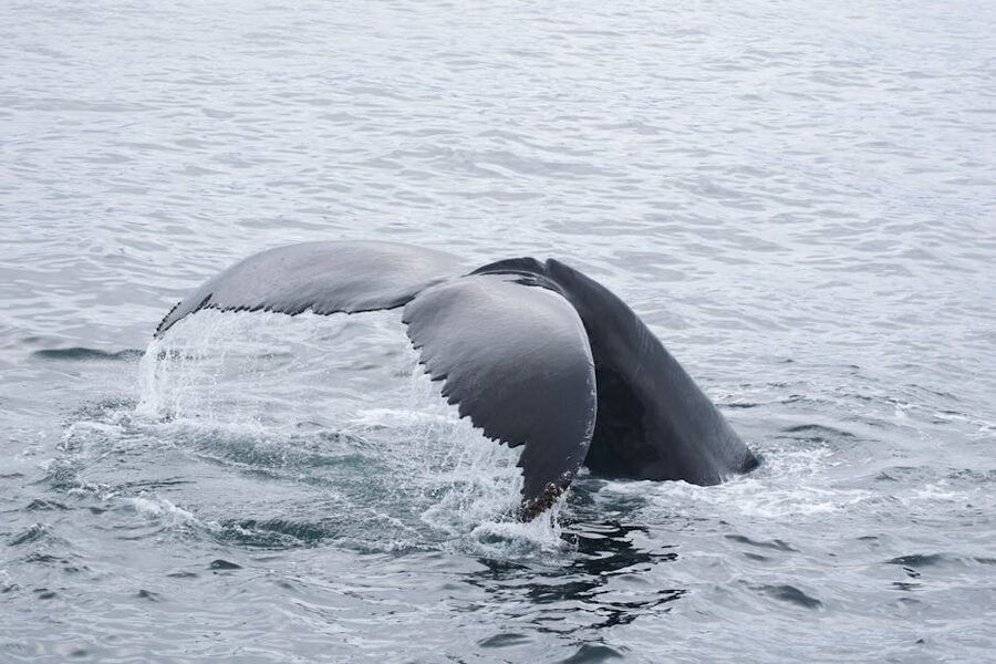 Humpback whale tail breaking the surface of the ocean