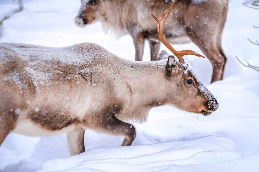 Reindeer in a snowy Finnish landscape