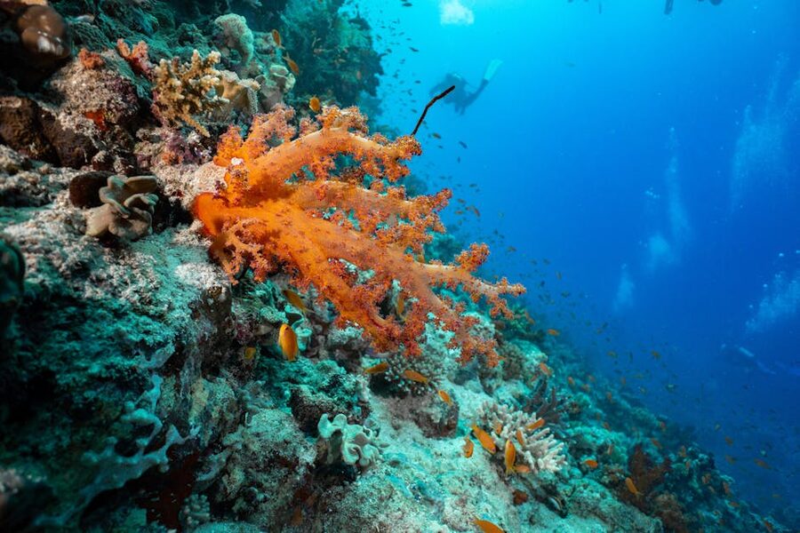 Colorful coral reef in clear blue water, the kind of healthy section a good dive operator works to protect
