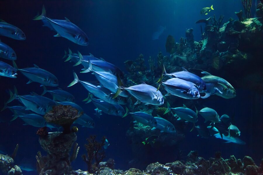 Reef fish around a section of coral, the kind of detail divers slow down for and where most accidental contact happens