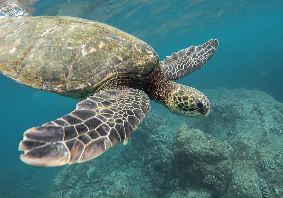 A sea turtle swimming over a coral reef, photographed at distance