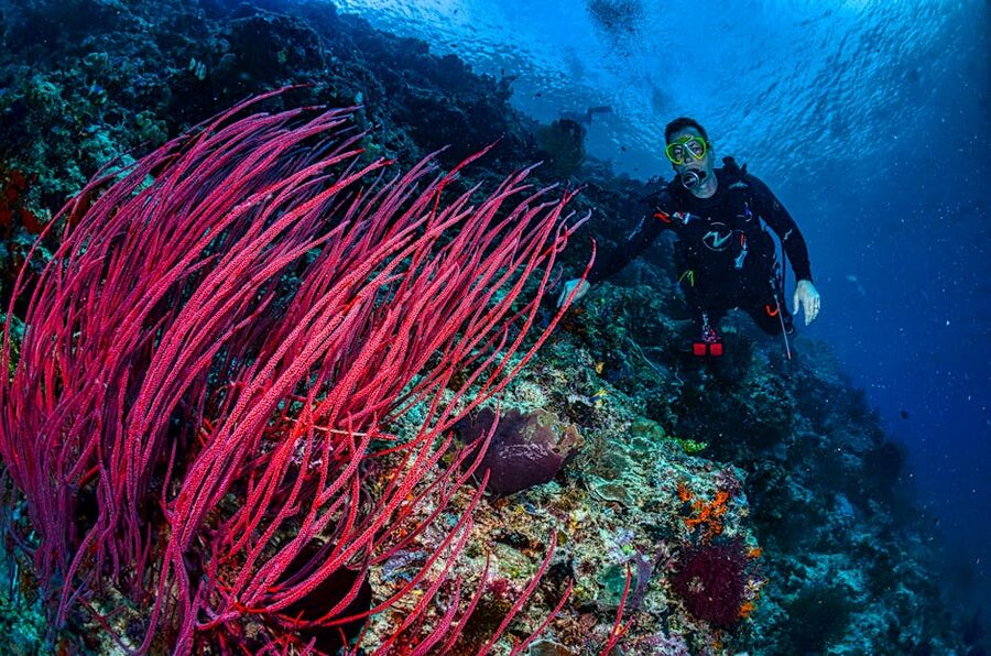 A diver hovering above pink soft coral in West Papua, Indonesia, with the body trim that suggests good buoyancy