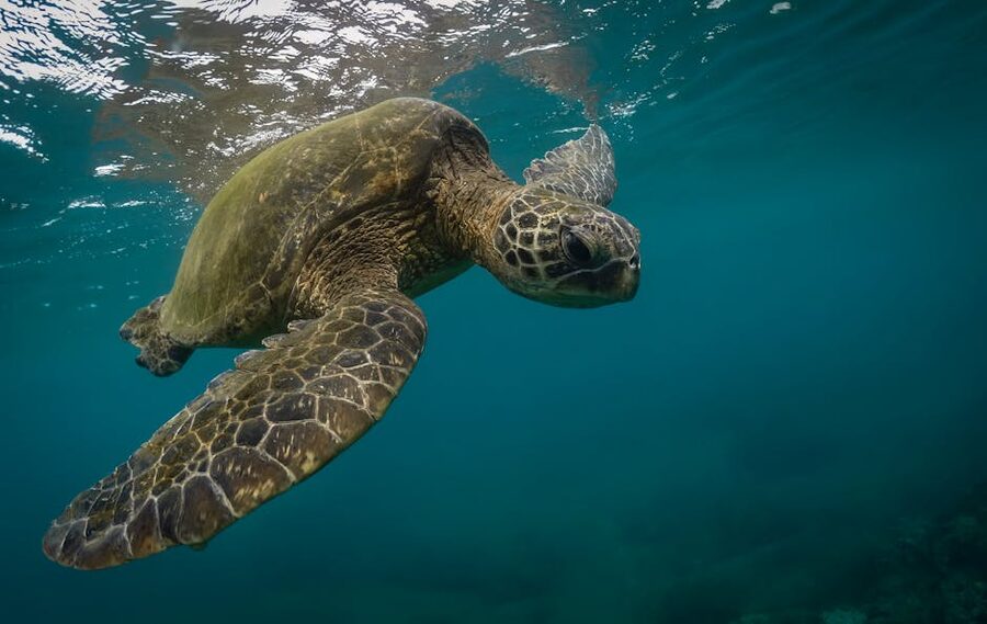 Close-up of a green sea turtle swimming in clear water, an animal that has chosen to come close
