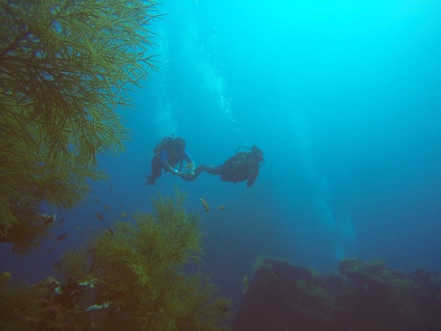 Two scuba divers exploring an underwater scene with coral and marine life, framed at a polite distance