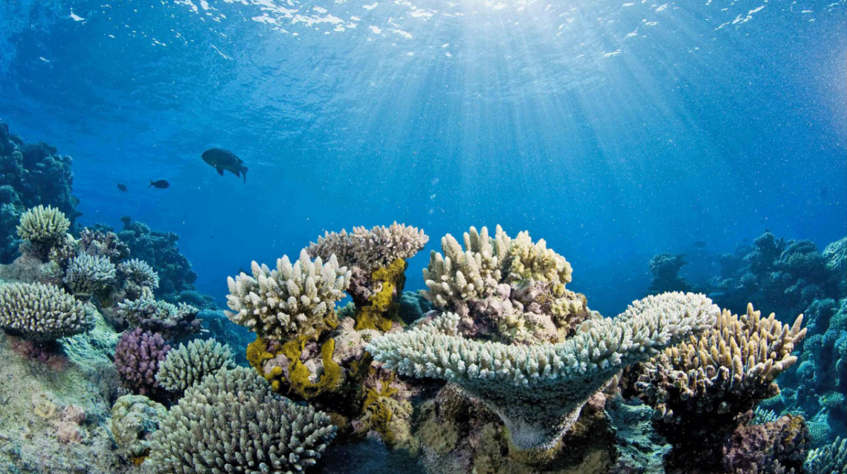 A reef showing both healthy living coral and bleached white coral side by side, photographed by NOAA