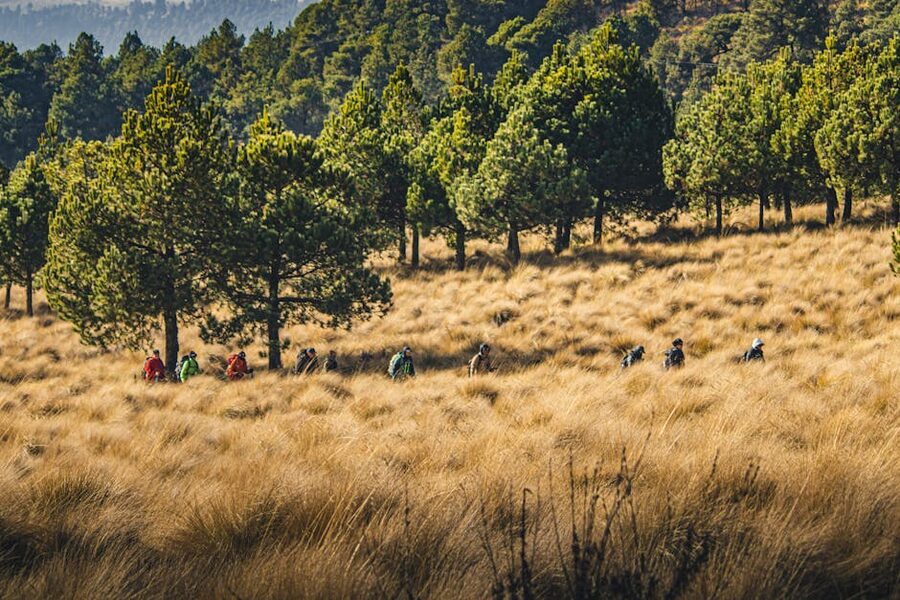 A small hiking group on a managed forest trail, the kind of carrying-capacity-aware visit that overtourism policies aim for