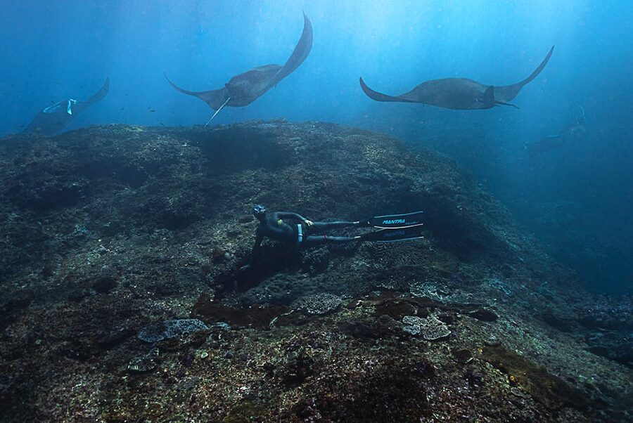 Manta rays swimming with divers in clear blue water