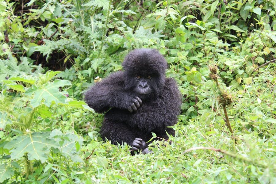 Young mountain gorilla among green foliage in Kinigi, Rwanda