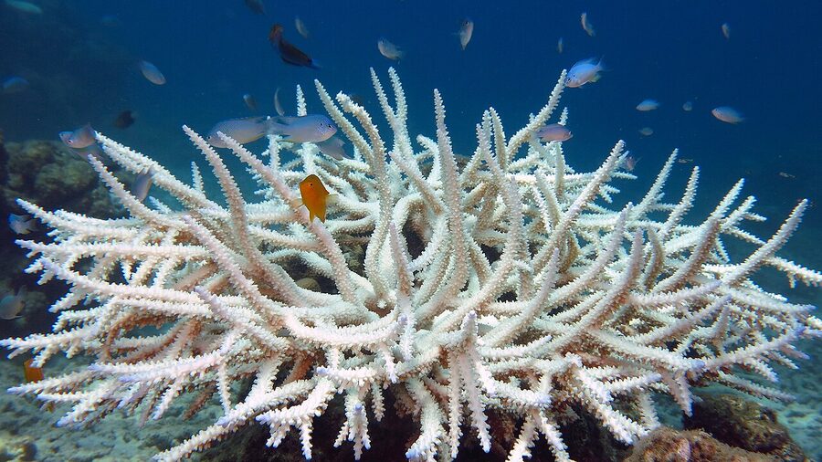 Close-up of bleached white coral