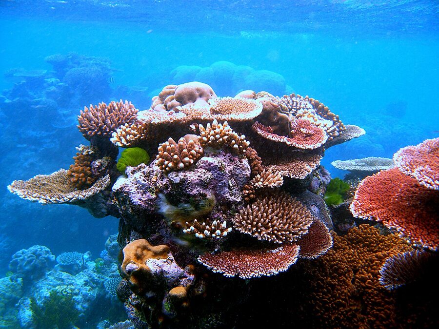 Coral outcrop on Flynn Reef in the Great Barrier Reef