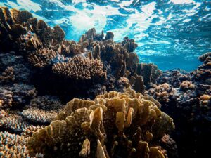 Healthy tropical coral reef under sunlight