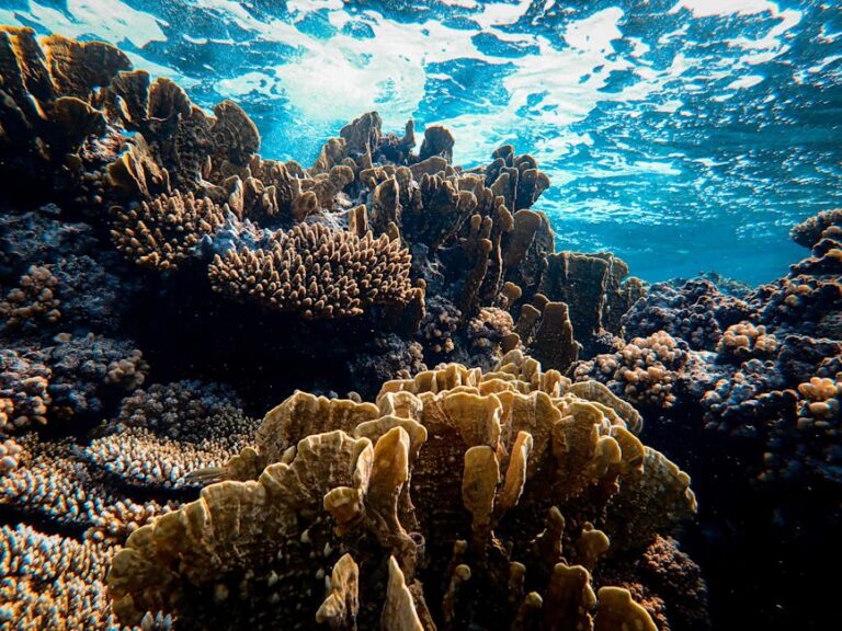 Healthy tropical coral reef under sunlight