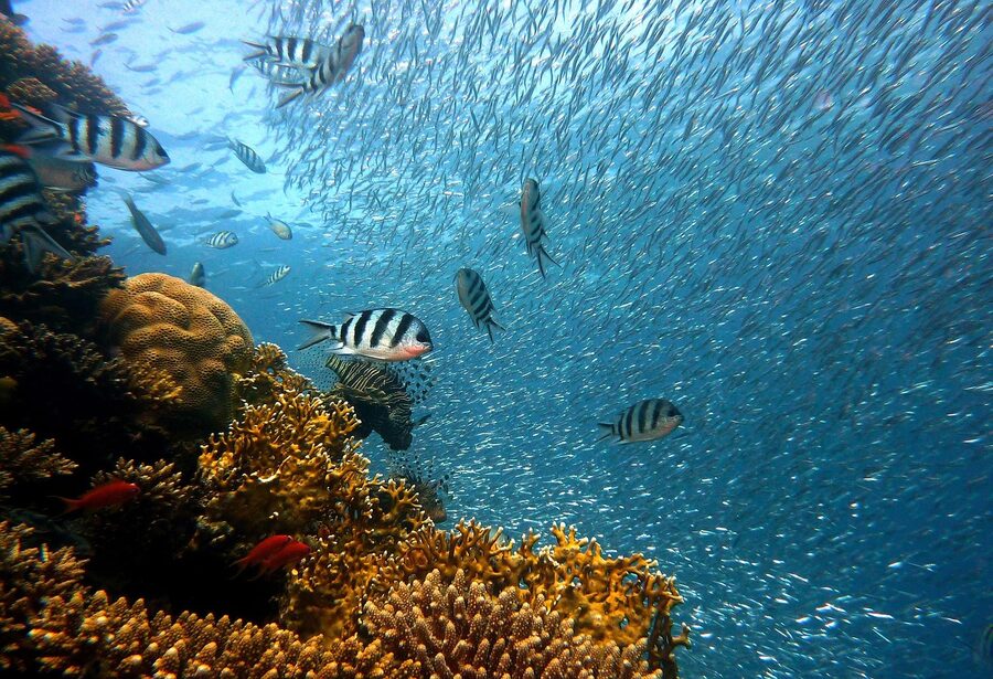 School of small fish swimming together in open ocean water