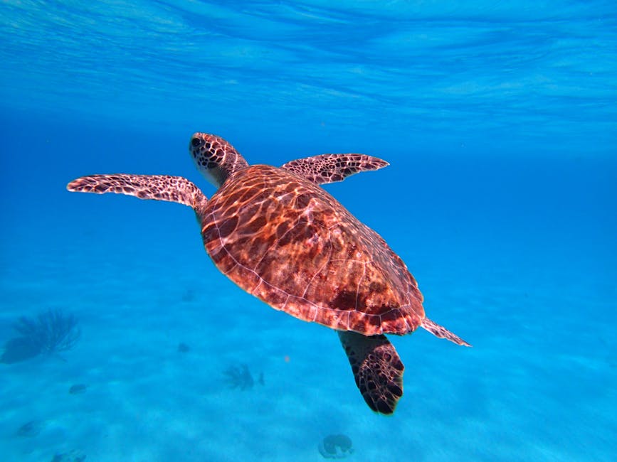 Hawksbill sea turtle swimming in turquoise Caribbean water