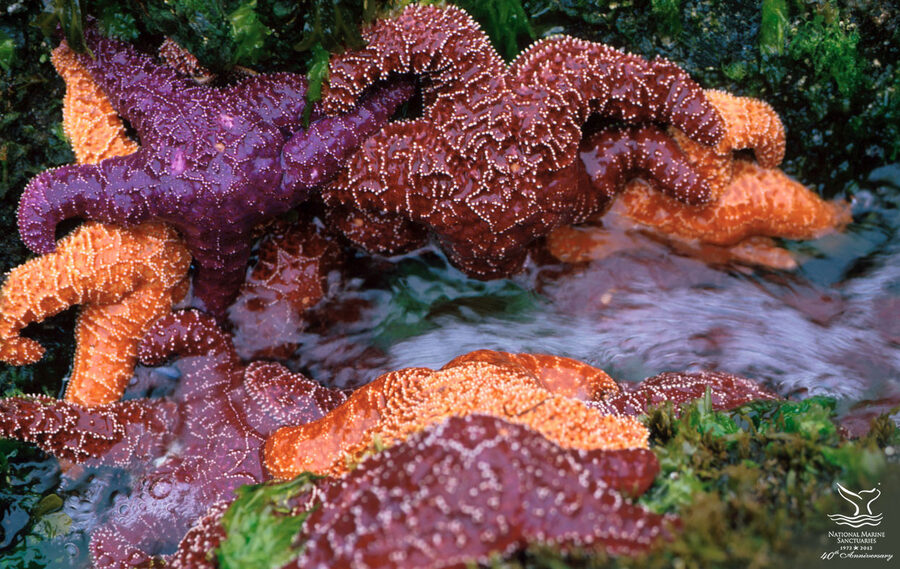Colorful starfish in the Olympic Coast National Marine Sanctuary