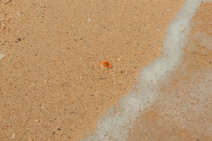 Single seashell on a sandy beach as ocean foam approaches