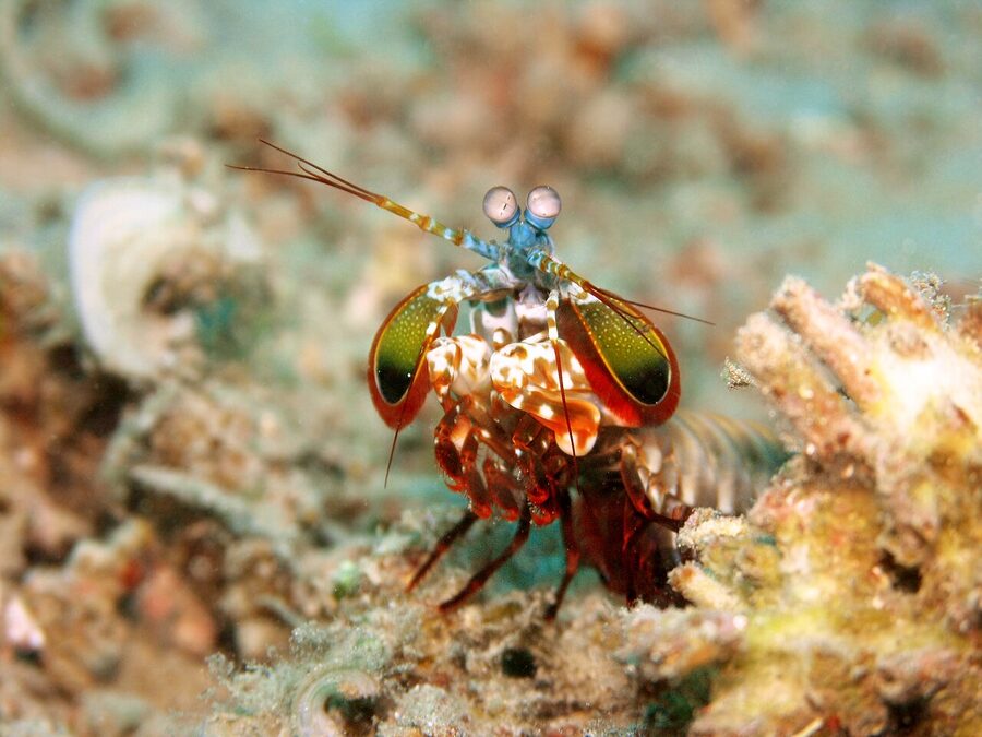 Peacock mantis shrimp in Indonesian waters