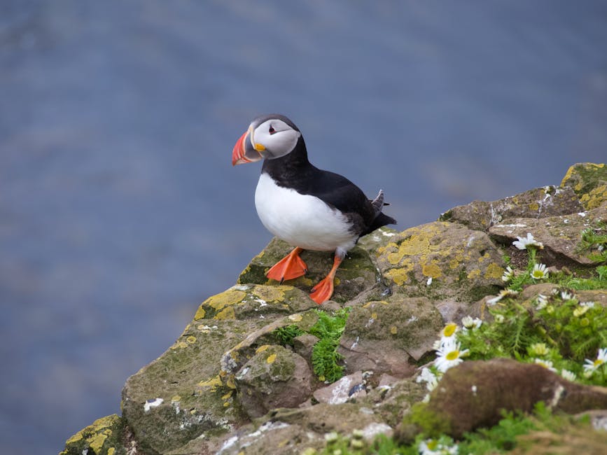 Atlantic puffin perched on rocky cliffs