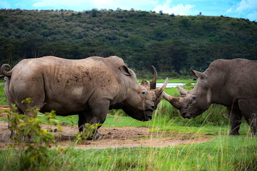 Two rhinos in the grasslands near Nakuru, Kenya