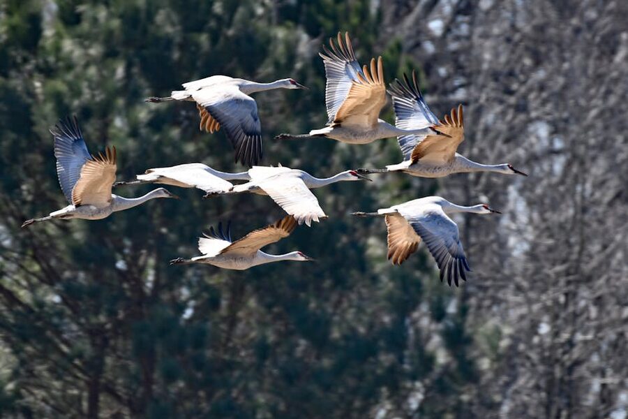 A flock of sandhill cranes flying across a green landscape