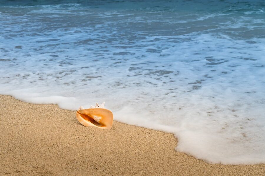 A conch shell sitting on the sand at the edge of calm waves