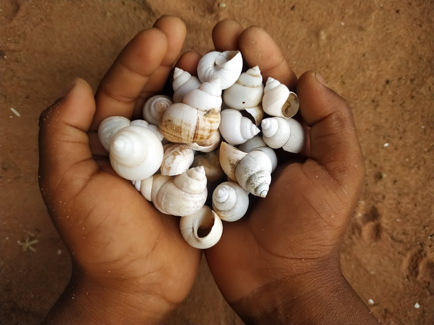 A pair of hands holding a small selection of white seashells against a sandy background