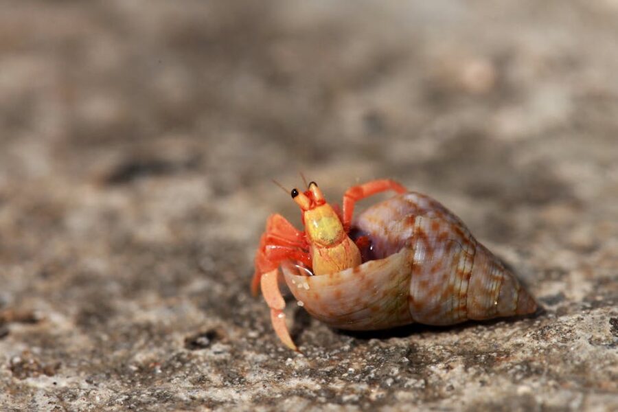 A hermit crab inside a borrowed spiral shell on a rocky surface