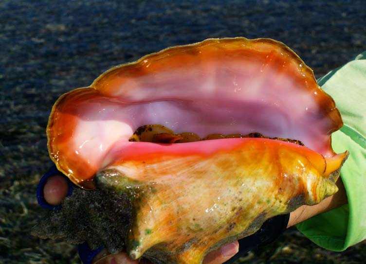 Live queen conch in shallow water with the soft body extending from the shell