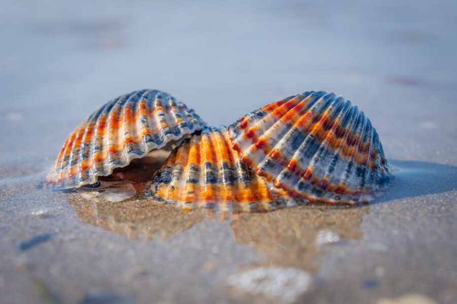 Two colourful seashells on the sand catching the late-afternoon light