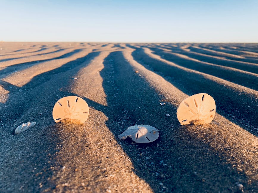 Three sand dollars on rippled beach sand under a blue sky