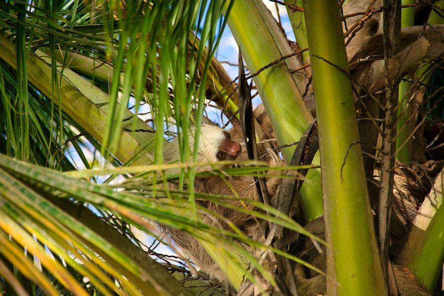 A sloth resting in palm fronds in Costa Rica
