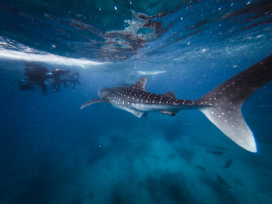 Whale shark swimming with divers in the background